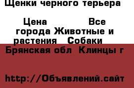 Щенки черного терьера › Цена ­ 35 000 - Все города Животные и растения » Собаки   . Брянская обл.,Клинцы г.